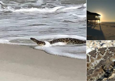 Cobra gigante surge em praia e aterroriza visitantes