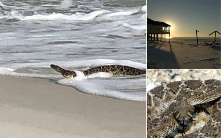 Cobra gigante surge em praia e aterroriza visitantes