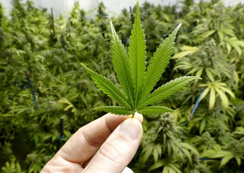 Pastores são presos ao serem flagrados com plantação de maconha em terreno de igreja