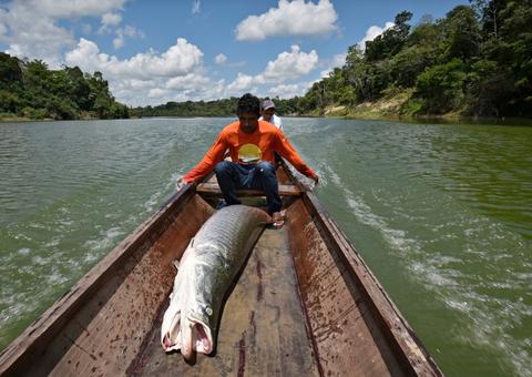 Pirarucu manejado do Médio Juruá será vendido na AgroUfam a preços populares