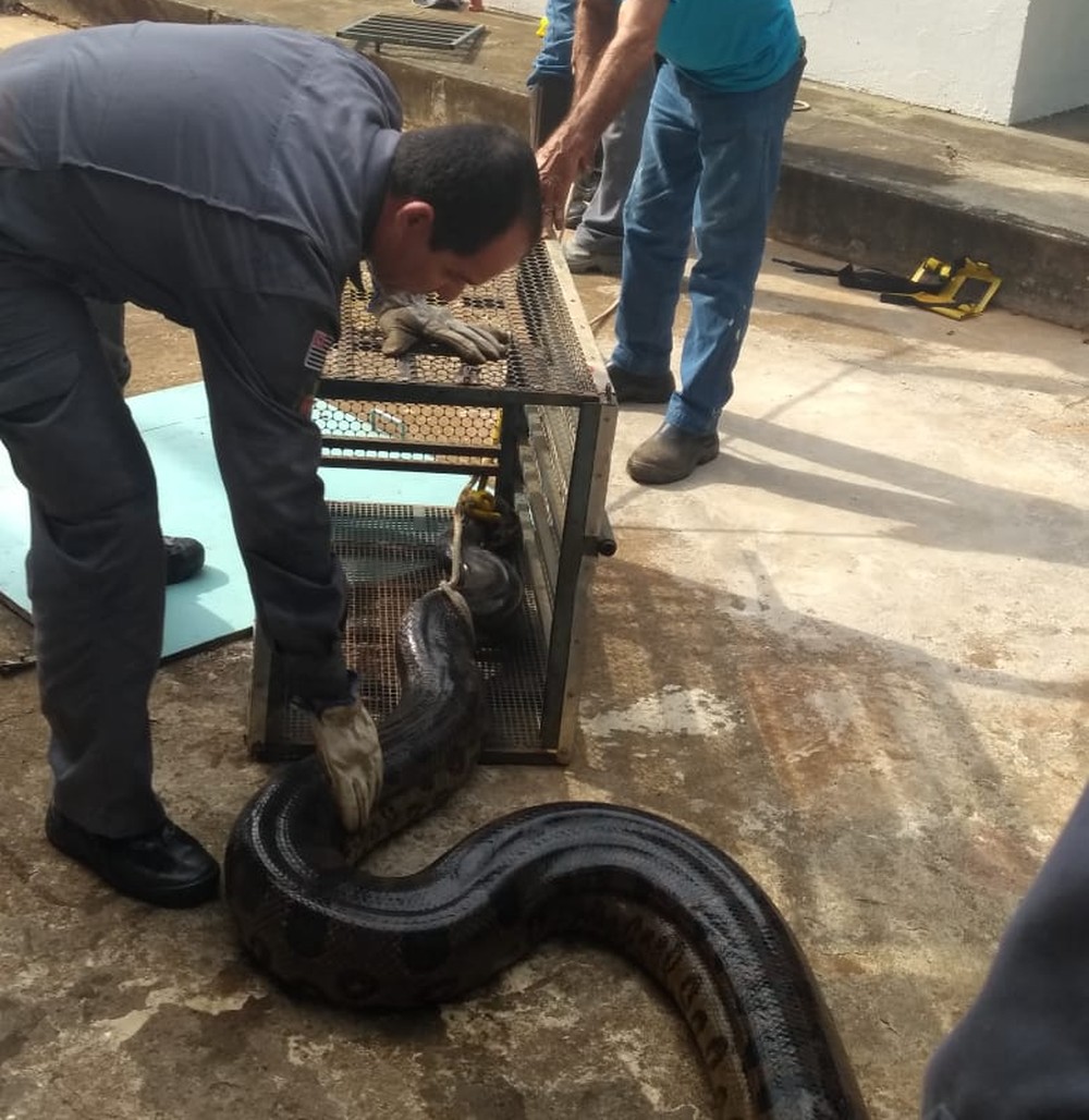 Sucuri gigante de 6 metros é encontrada dentro de tubulação de água