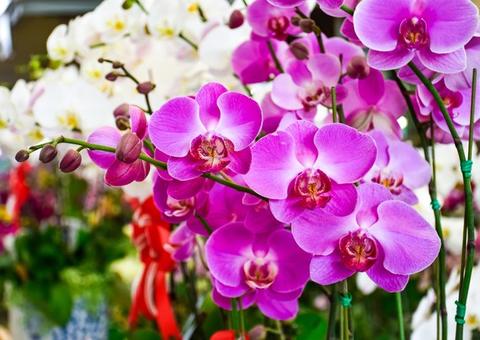 Festival das Flores de Holambra chega a mais um shopping de Manaus