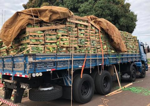 Motorista é preso ao tentar camuflar maconha em caixas de repolho