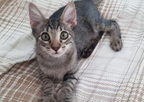 Shopping de Manaus e ONG Sem Raça Definida promovem eventos de adoção de animais