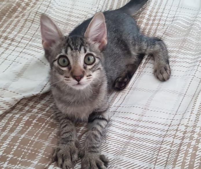 Shopping de Manaus e ONG Sem Raça Definida promovem eventos de adoção de animais