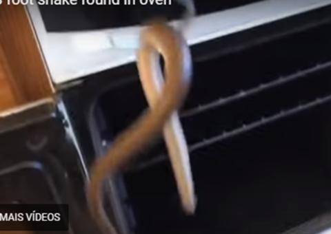 Cobra é encontrada em forno de casal de idosos