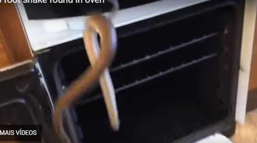 Cobra é encontrada em forno de casal de idosos