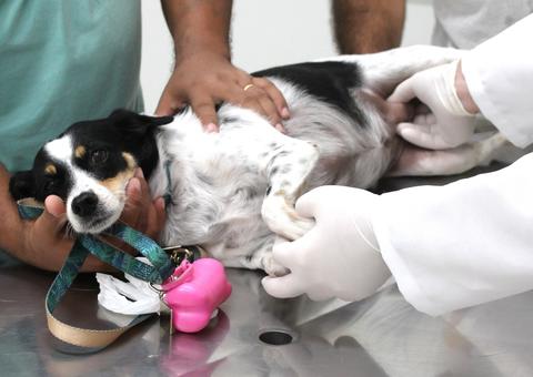 Ação oferta exames e avaliação médica gratuita para Pets em Manaus