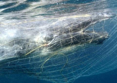 Imagem flagra filhote de baleia preso em rede para conter tubarões na Austrália