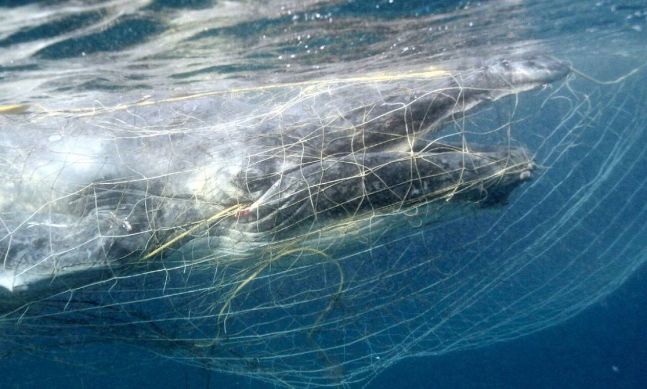 Imagem flagra filhote de baleia preso em rede para conter tubarões na Austrália