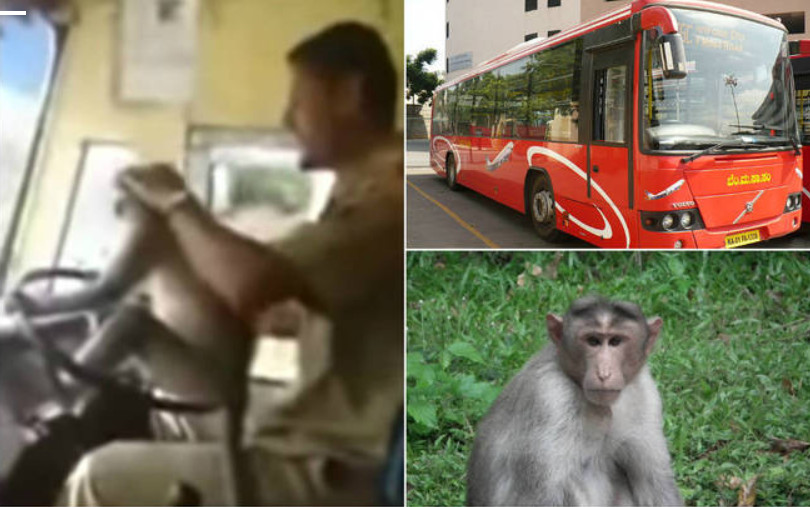 Motorista é suspenso por deixar macaco dirigir ônibus