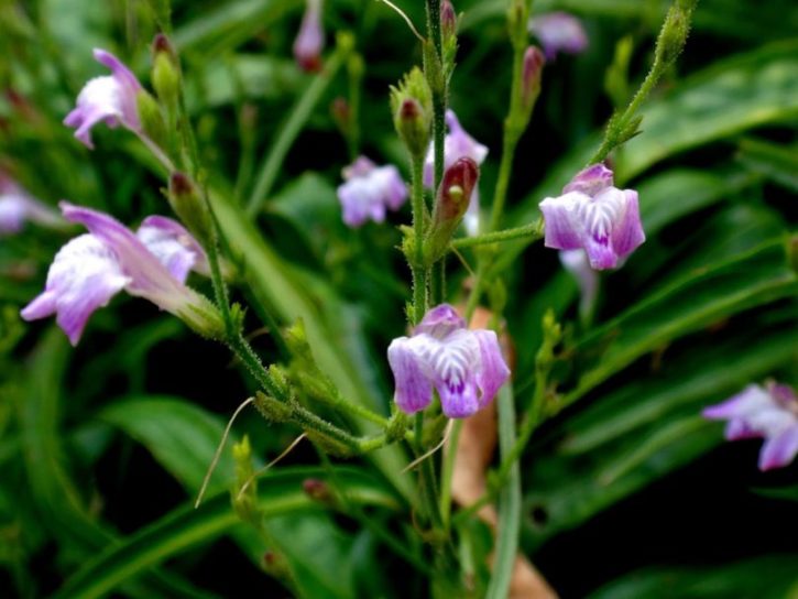 Chá de erva medicinal é poderoso aliado contra doenças pulmonares. Saiba qual