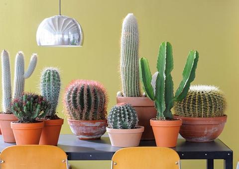 Minicurso ensina cultivo de cactos em Manaus