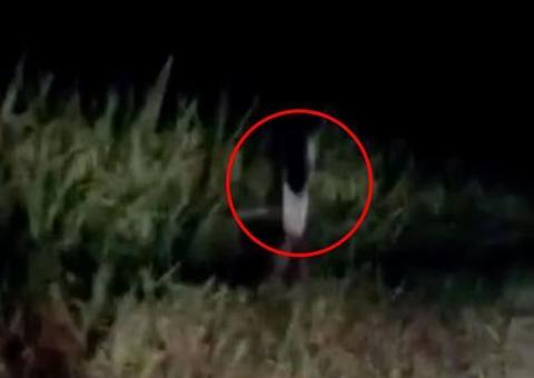 Pulando em uma perna, criatura sinistra é flagrada em estrada e vídeo viraliza na internet