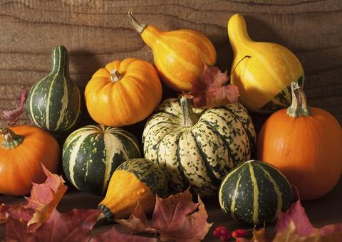 Consumir abóbora protege seu corpo de células cancerígenas