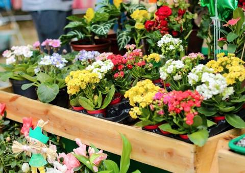 Sexta edição da Feira da FAS ocorre no próximo domingo