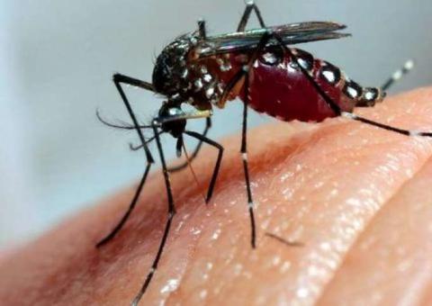 Amazonas registra redução nos casos de dengue, chikungunya e Zika  