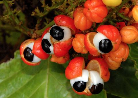 Guaraná amazonense e queijo do paraná são certificados como produtos típicos