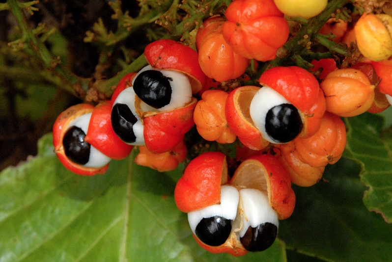 Guaraná amazonense e queijo do paraná são certificados como produtos típicos