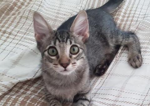 ONG Sem Raça Definida promove evento de adoção de animais neste fim de semana