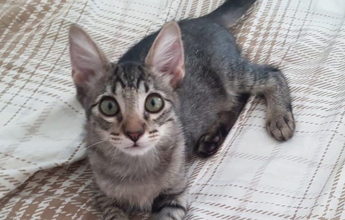 ONG Sem Raça Definida promove evento de adoção de animais neste fim de semana