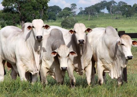 Brasil vai exportar gado vivo para o Irã