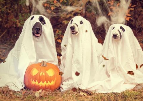 Shopping em Manaus realiza Halloween da Bicharada e concurso de fantasias