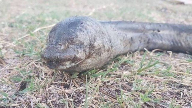 Criatura bizarra misteriosa é encontrada boiando em lago e deixa todos intrigados