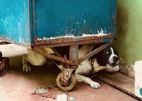 Delegacia encaminha investigações de maus tratos a centenas de animais para Justiça 