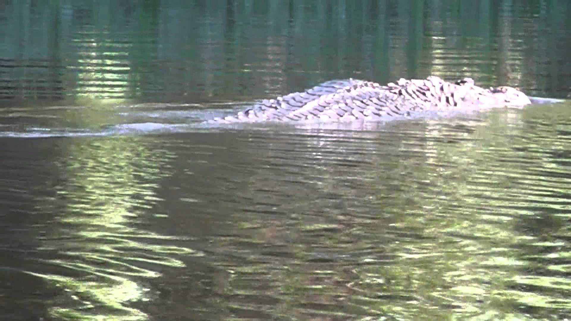 Homem sai para pescar com filho e é atacado por jacaré de 4 metros no Amazonas