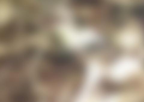 Curtindo igarapé, banhistas encontram crânio humano e partes de esqueleto no Amazonas