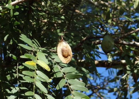 Chá de planta brasileira é poderoso no combate a inflamações no útero e no ovário