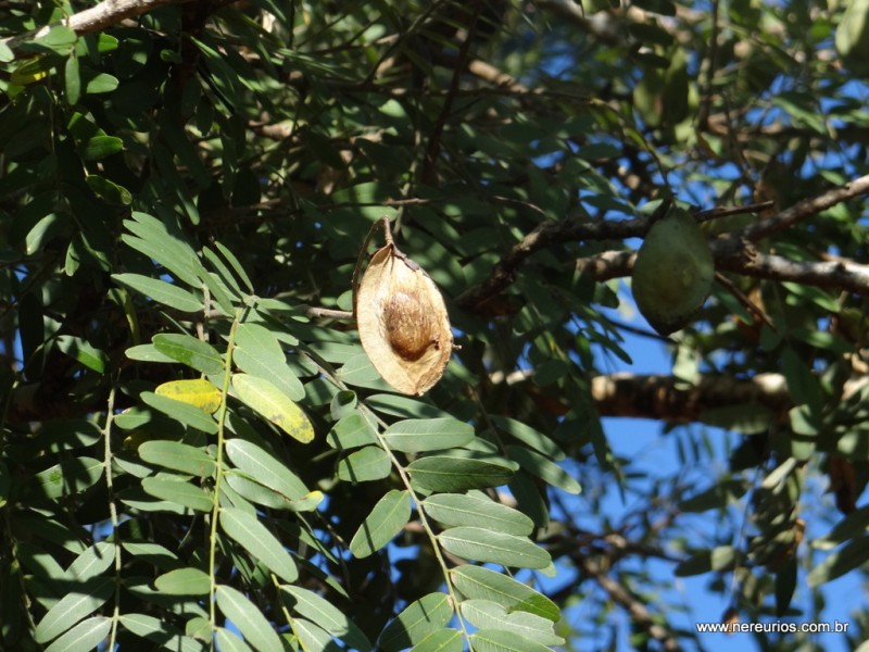 Chá de planta brasileira é poderoso no combate a inflamações no útero e no ovário