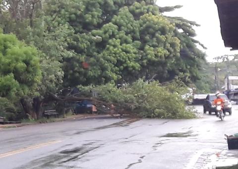 Árvore tomba e prejudica trânsito durante forte chuva em Manaus 