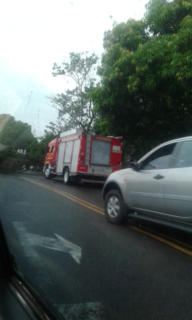 Árvore tomba e prejudica trânsito durante forte chuva em Manaus 