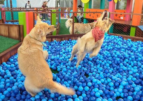 Programação do parque Meu Melhor Amigo Pet encerra neste domingo 