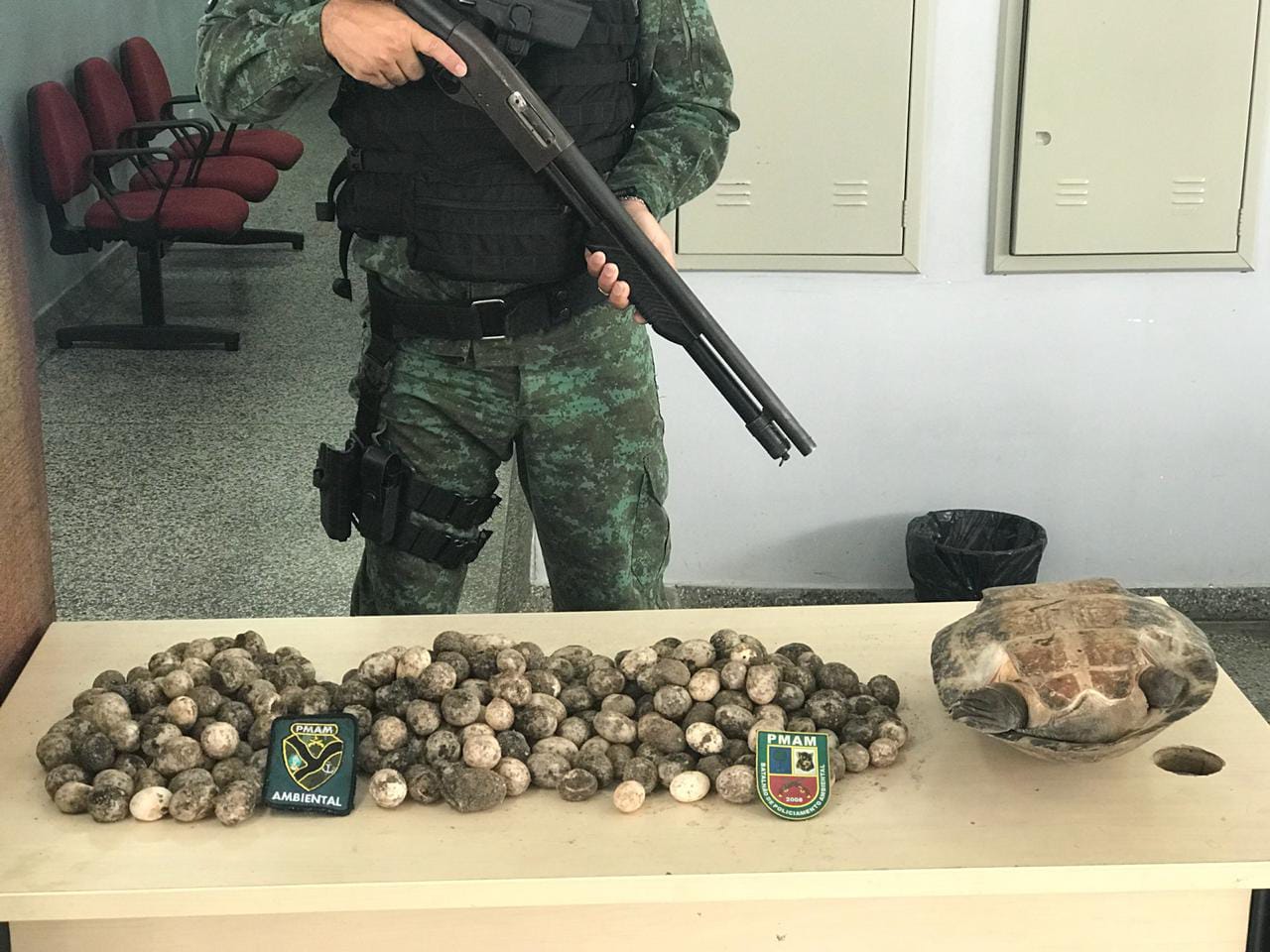 Em Manaus, mulher é presa com quase 300 ovos de quelônio escondidos em casa