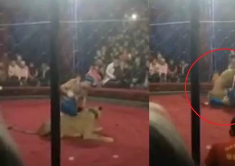 Leoa escapa e ataca criança de 4 anos em circo