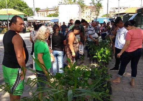 Distribuição gratuita de mudas frutíferas, ornamentais e medicinais acontece nesta quarta