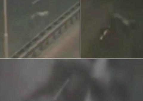Criatura pavorosa é avistada em rodovia e divide opinião de internautas