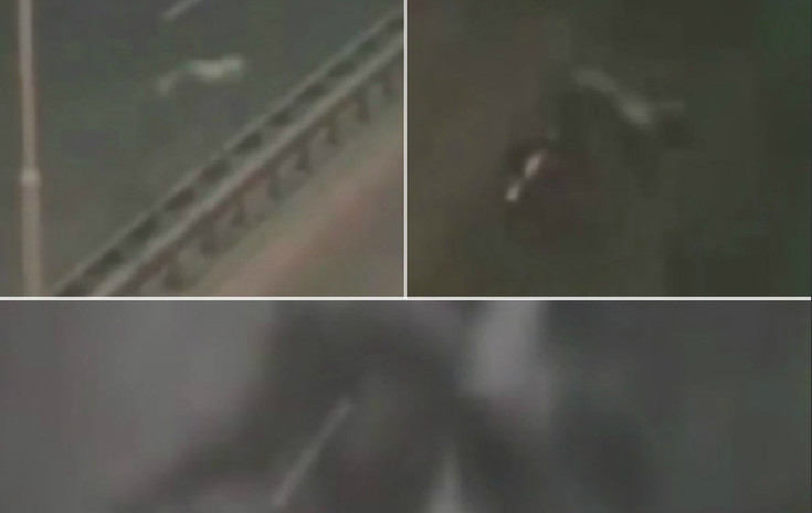 Criatura pavorosa é avistada em rodovia e divide opinião de internautas