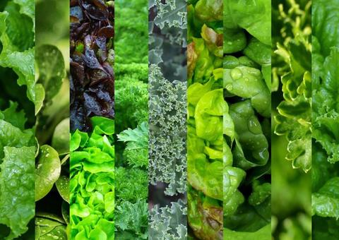 Estudo mostra que comer folhas verdes atrasa envelhecimento do cérebro em 11 anos