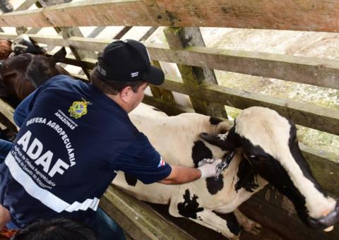 Segunda etapa da vacinação contra febre aftosa começa amanhã