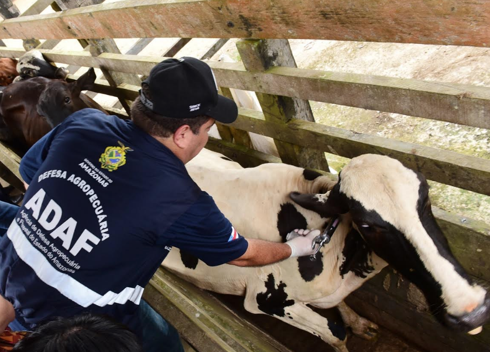 Segunda etapa da vacinação contra febre aftosa começa amanhã