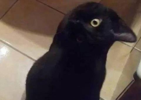 Nova ilusão de óptica viraliza na internet 'O que você vê?'