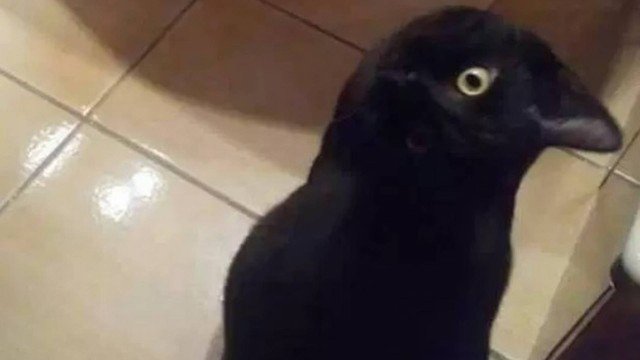 Nova ilusão de óptica viraliza na internet 'O que você vê?'