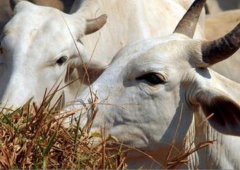 Rússia anuncia retomada de importação de carne brasileira