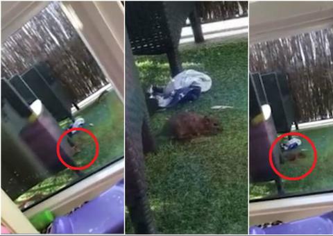 Família fica presa após quintal ser invadido por ratos gigantes