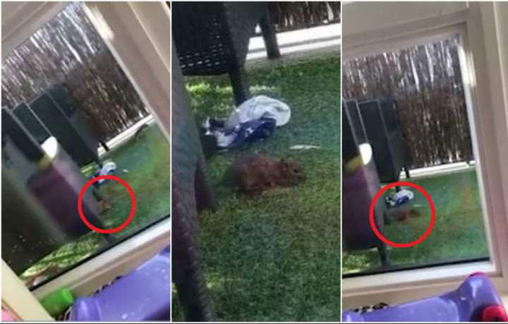 Família fica presa após quintal ser invadido por ratos gigantes