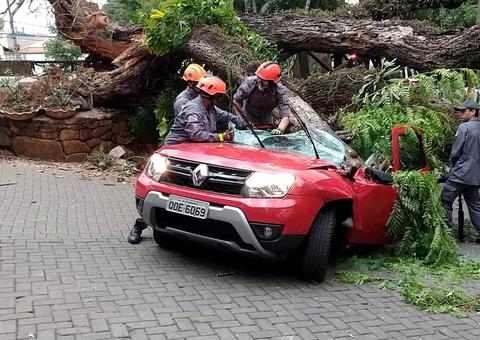 Homem morre após árvore cair em carro durante ventania